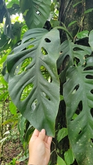 Monstera acuminata
