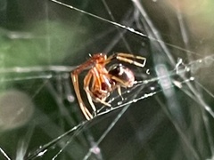 Parasteatoda lunata