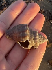 Stramonita canaliculata