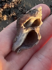 Stramonita canaliculata