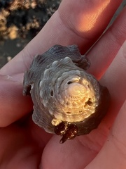 Stramonita canaliculata