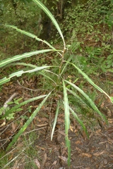 Pseudopanax crassifolius × lessonii