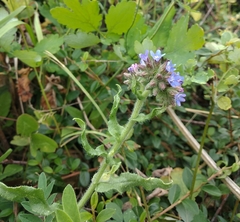 Anchusa procera