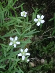 Mononeuria cumberlandensis