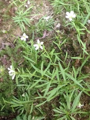 Mononeuria cumberlandensis