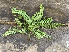 Asplenium trichomanes