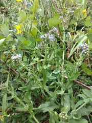 Anchusa procera