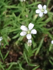 Mononeuria cumberlandensis
