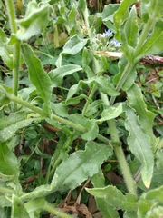Anchusa procera