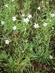 Mononeuria cumberlandensis