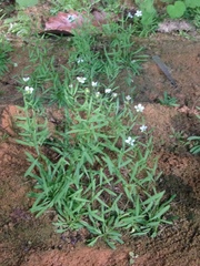 Mononeuria cumberlandensis