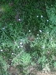 Mononeuria cumberlandensis