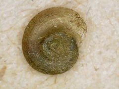Gyraulus albus