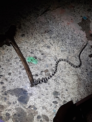 Dipsas sanctijoannis