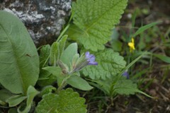 Pulmonaria kerneri