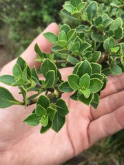 Coprosma montana