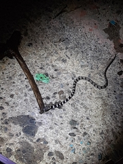 Dipsas sanctijoannis