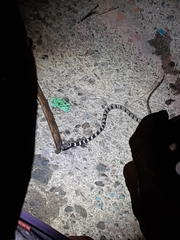 Dipsas sanctijoannis