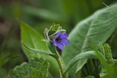 Pulmonaria kerneri