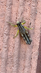 Melanoplus viridipes