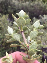 Coprosma montana