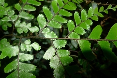 Adiantum fulvum