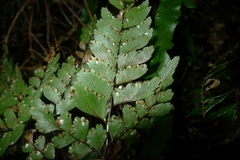 Adiantum fulvum