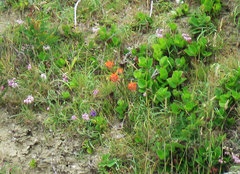 Castilleja litoralis