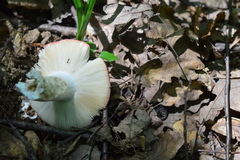 Russula lepida