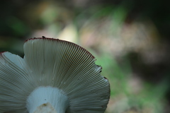 Russula lepida