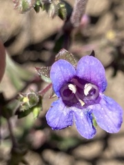 Penstemon roezlii