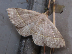 Paracolax trilinealis