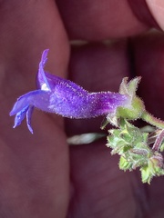 Penstemon roezlii