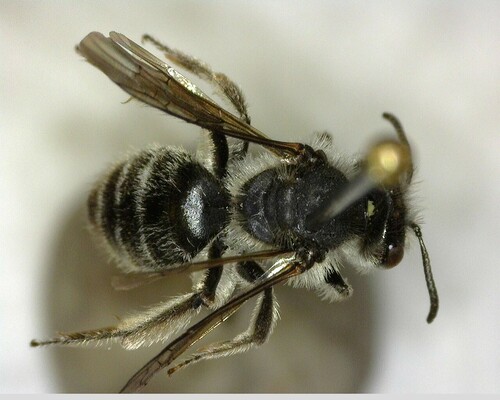 iNaturalist observation photo of Mining Bees