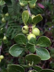 Coprosma montana