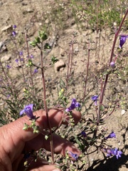 Penstemon roezlii