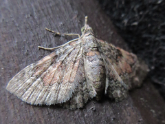 Gymnoscelis esakii