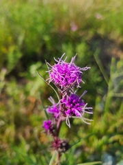 Liatris squarrosa