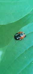 Calligrapha spiraeae