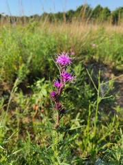 Liatris squarrosa
