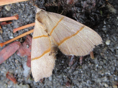 Gonepatica opalina