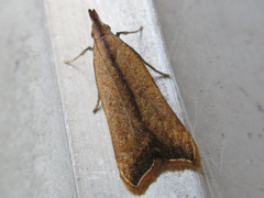 Dichomeris heriguronis