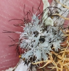 Heterodermia namaquana