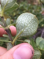 Coprosma montana