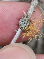Heterodermia namaquana