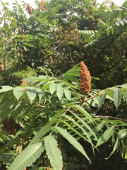 Rhus × borealis