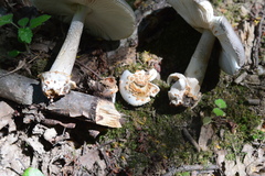 Amanita fulvoides