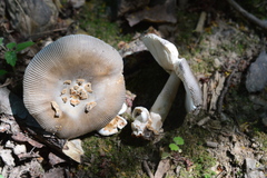 Amanita fulvoides