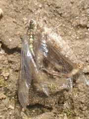 Progomphus obscurus