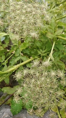 Daucus decipiens image